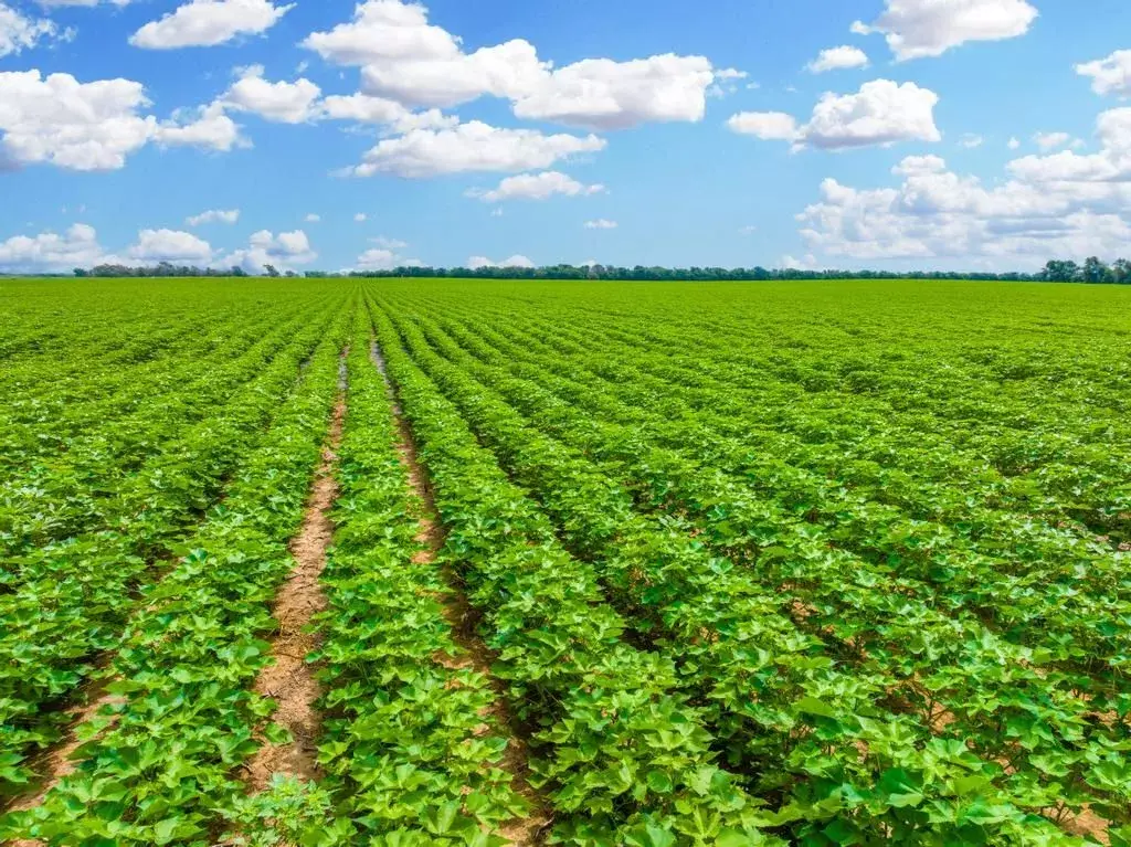 Image of a farmers field.